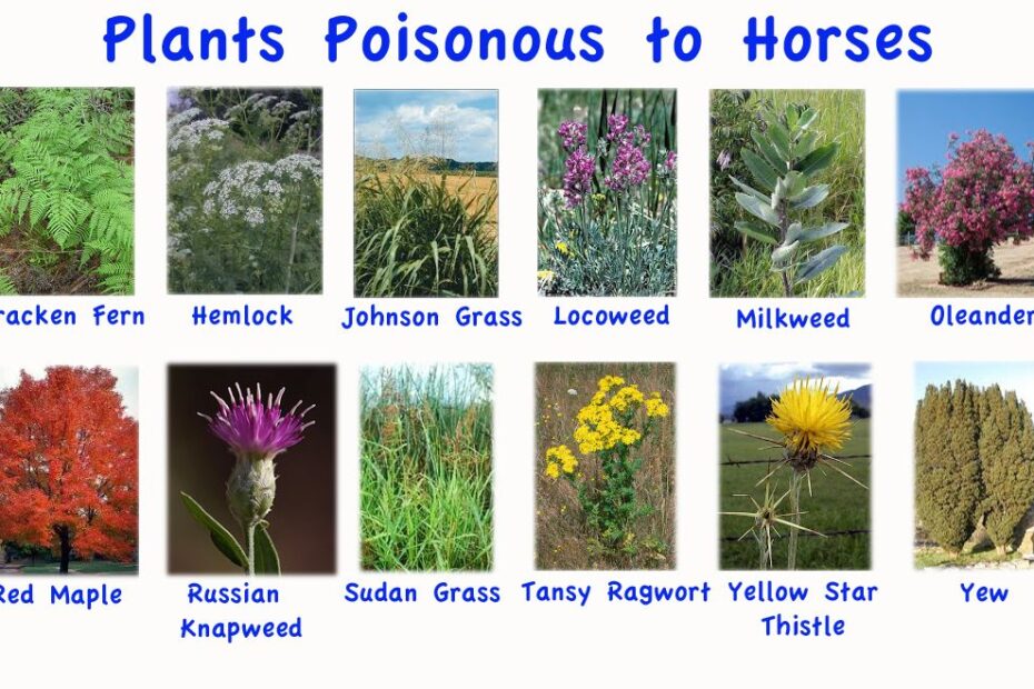 are sunflowers toxic to horses