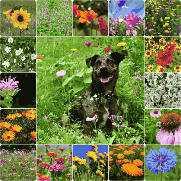 are wildflowers safe for dogs