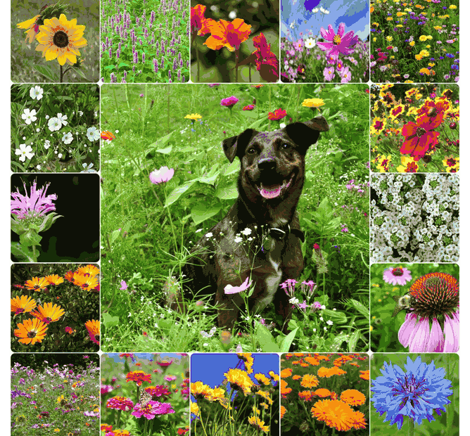 are wildflowers safe for dogs