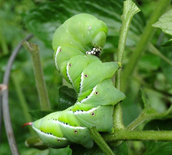 are worms good for tomato plants