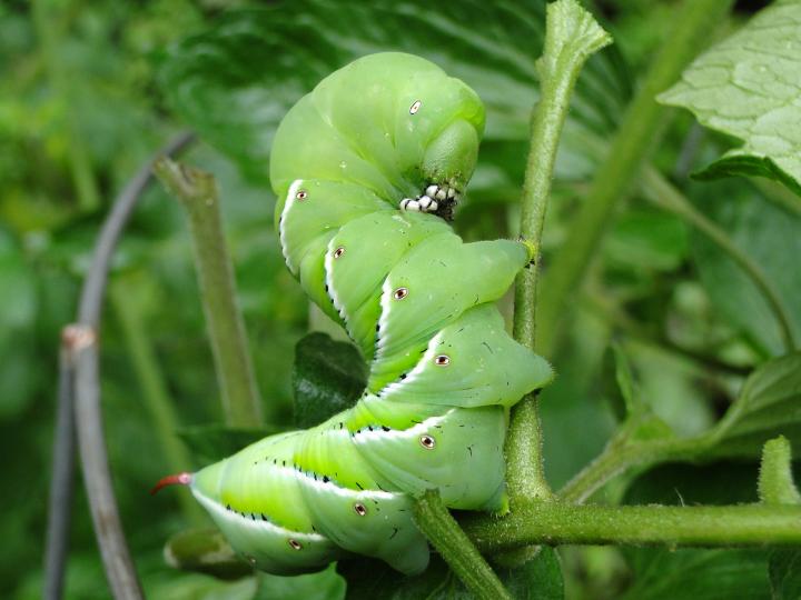 are worms good for tomato plants