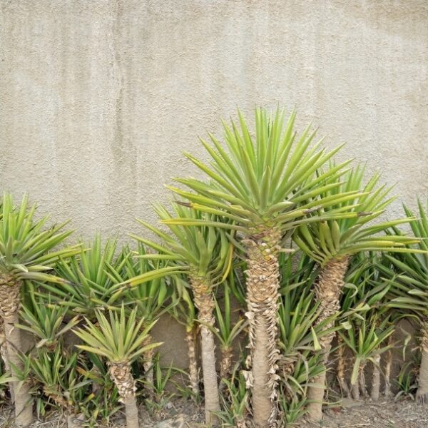 are yucca cane plants poisonous to cats