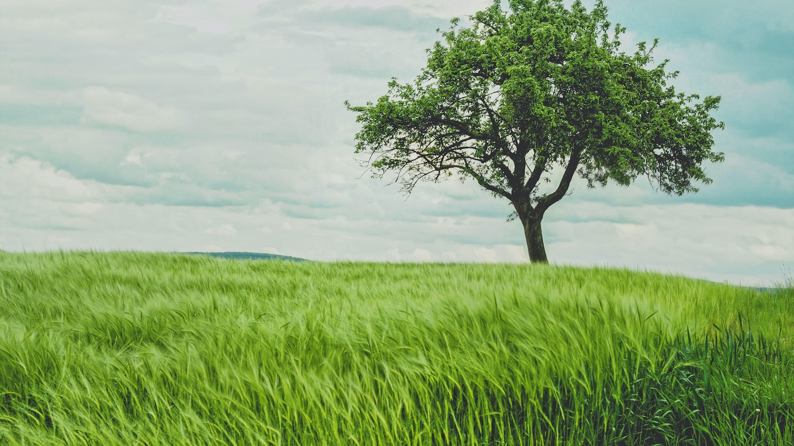 The Natural Tick Repellent: Exploring the Efficacy of Cedar Mulch