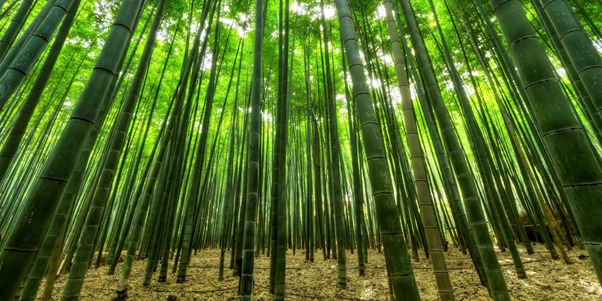 Bamboo Plants Grow Rapidly a Bamboo Plant is 130