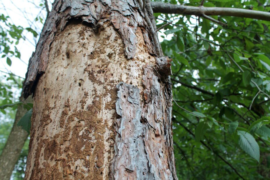 bark falling off tree is it dead scaled