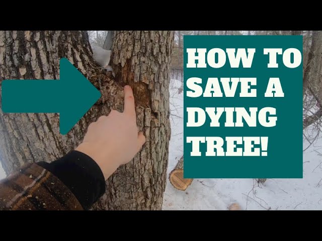 Can a Dying Tree Be Saved