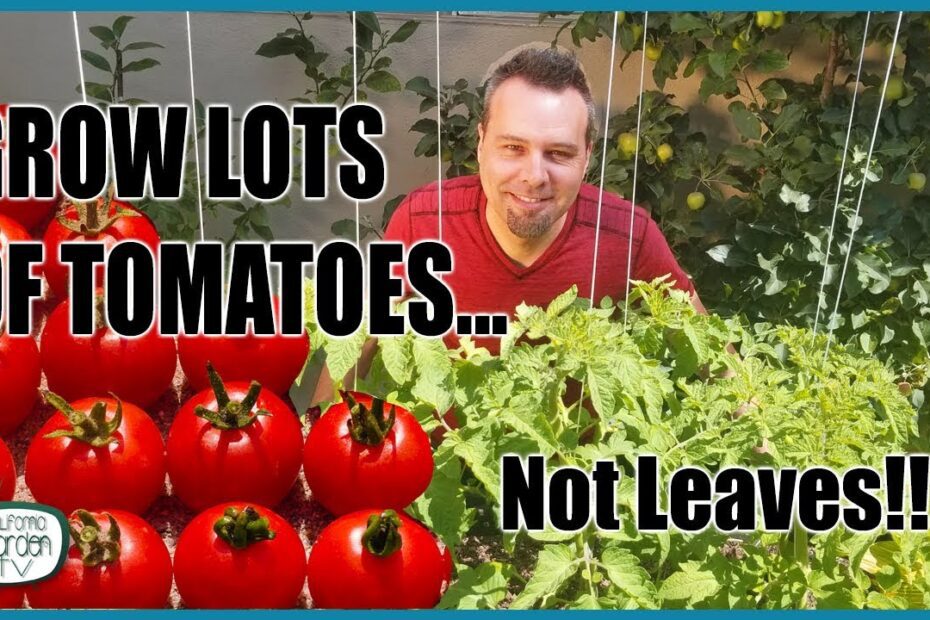 Can a Tomato Plant Survive Without Leaves