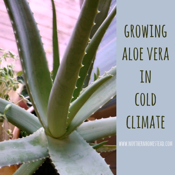 Can Aloe Plants Live Outside in the Winter