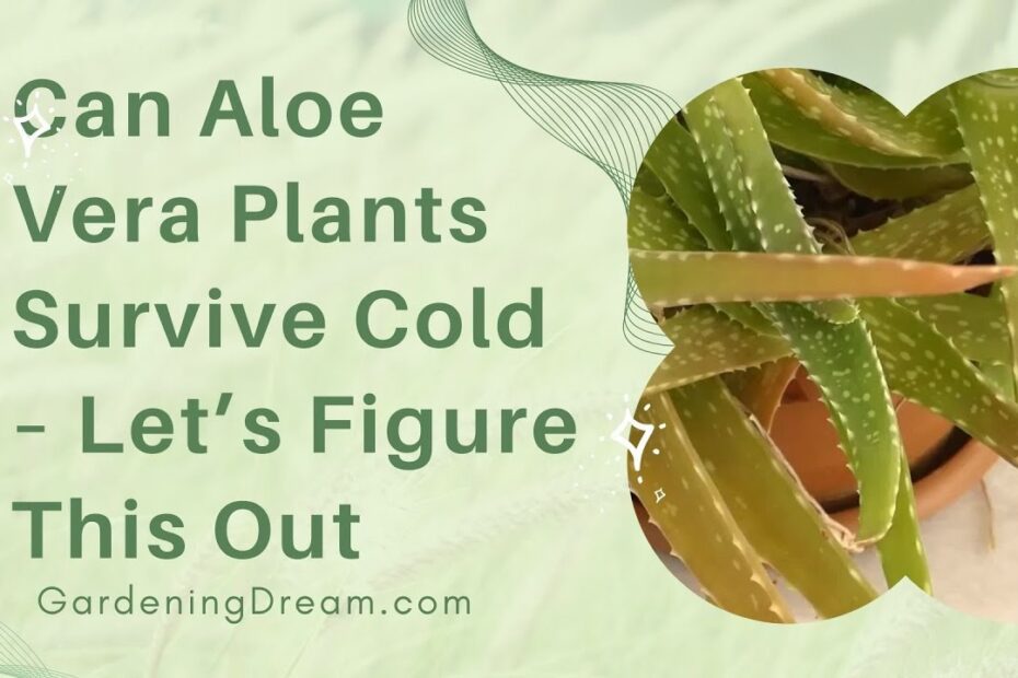 Can Aloe Vera Plants Survive Cold