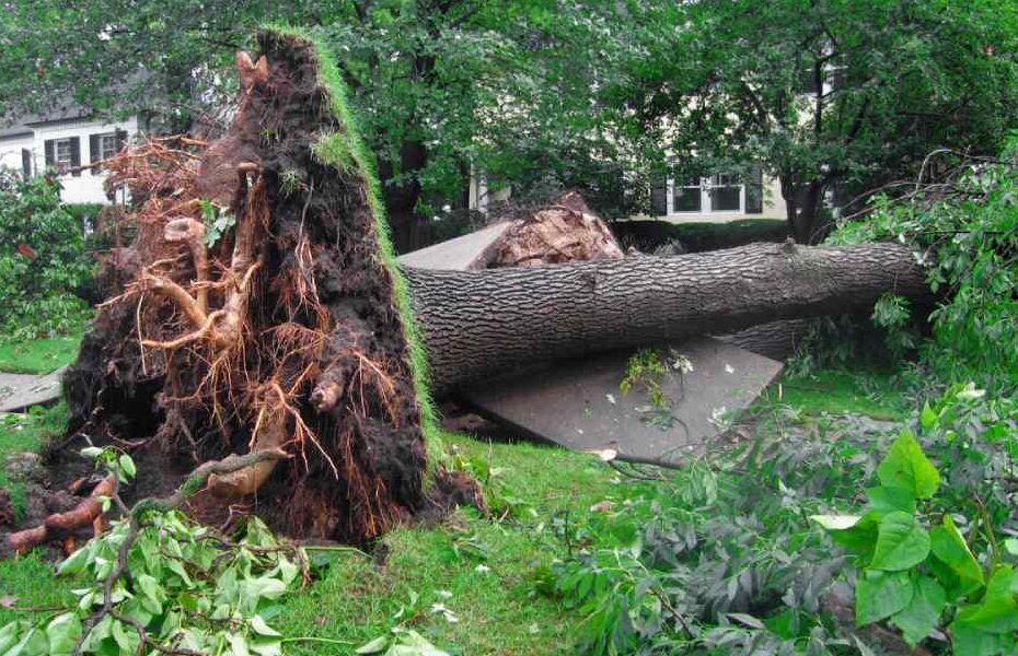 Can an Uprooted Tree Be Saved