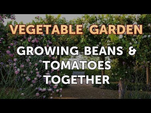 can beans and tomatoes be planted together