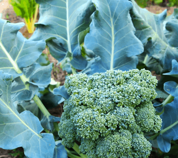 Can Broccoli and Cauliflower Be Planted Together