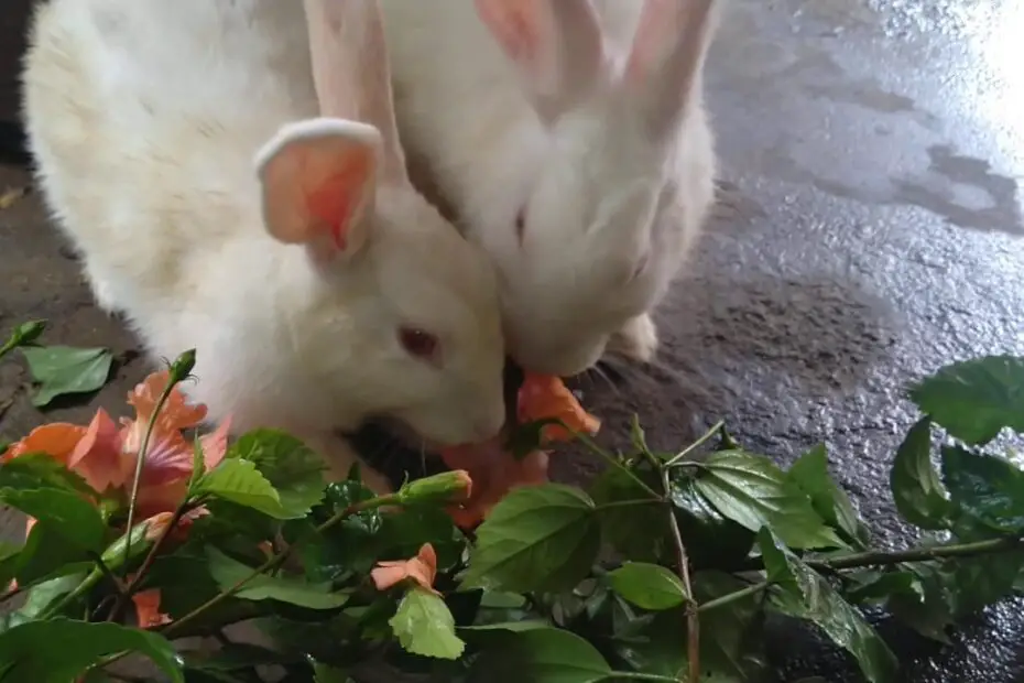 Can Bunnies Eat Hibiscus Flowers