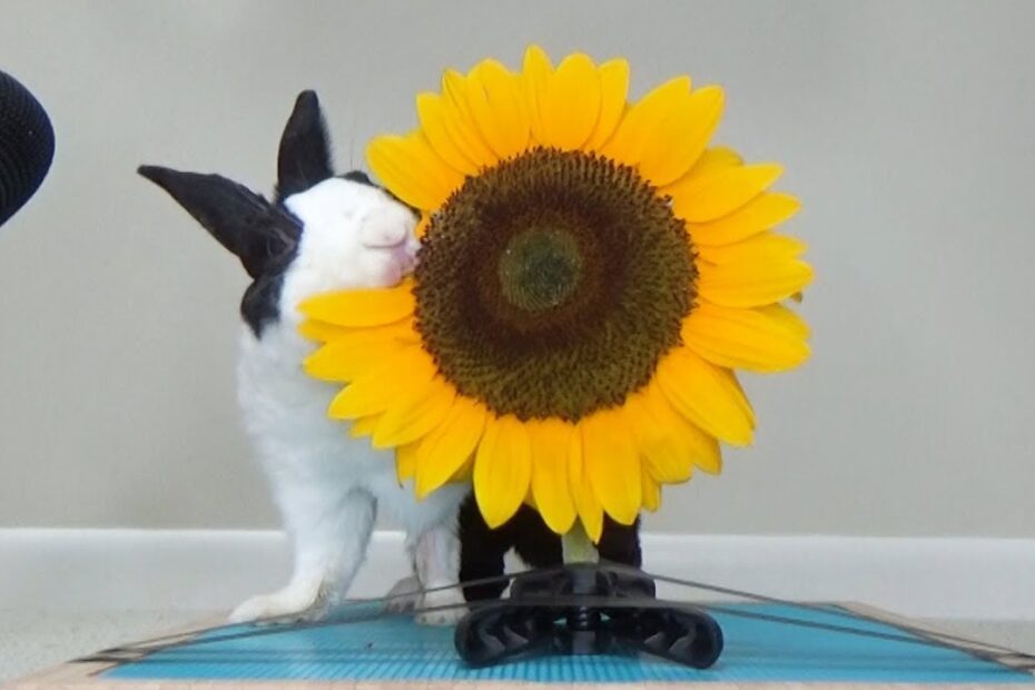 can bunnies eat sunflowers