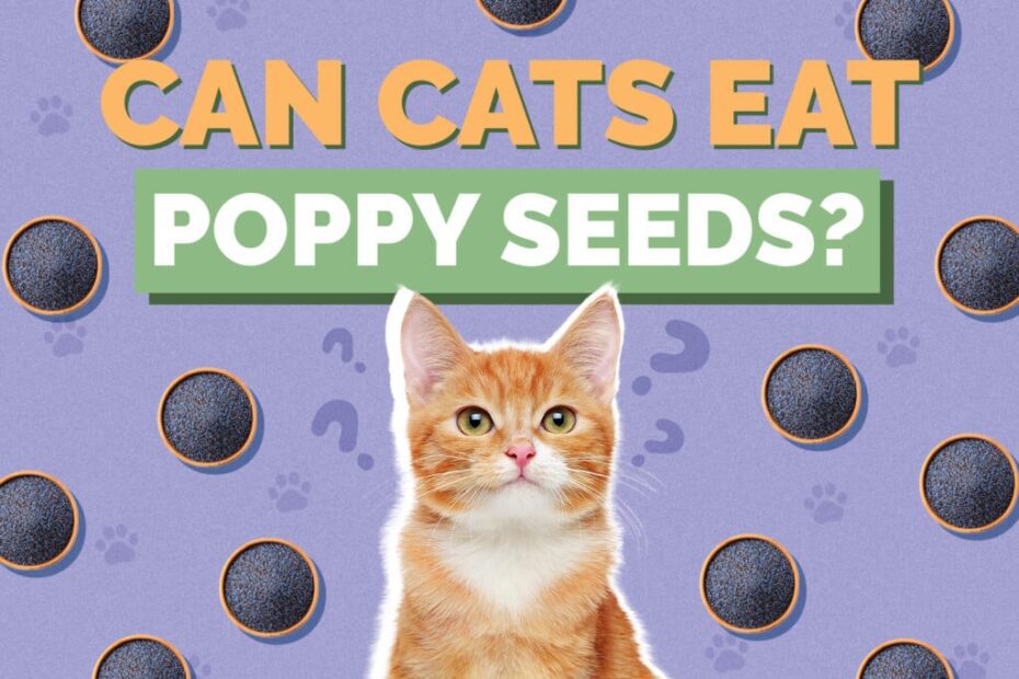 Can Cats Eat Poppy Seed