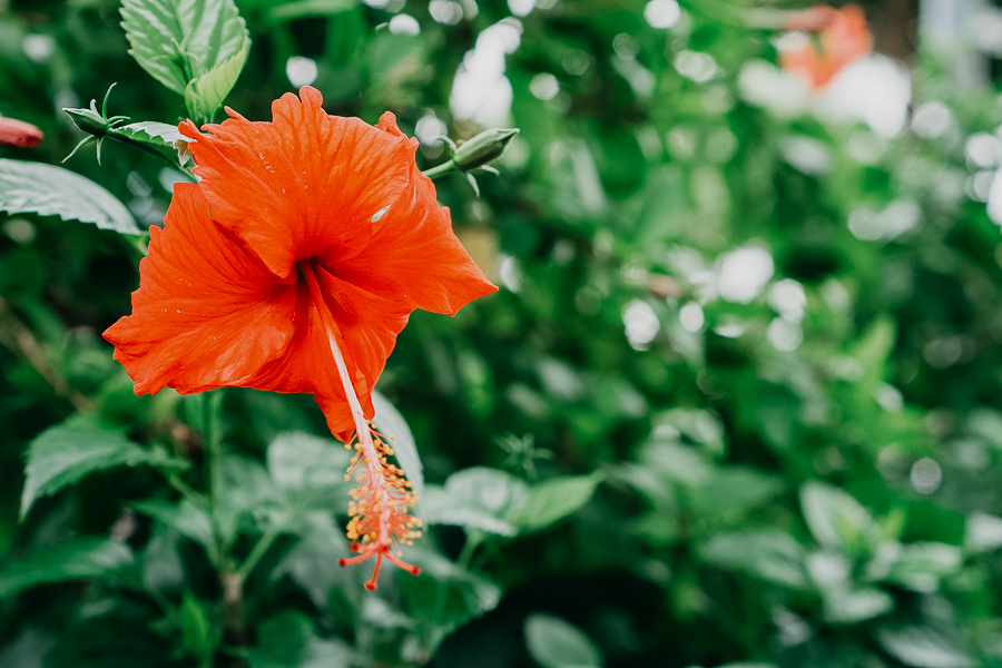 Can Chickens Eat Hibiscus Flowers