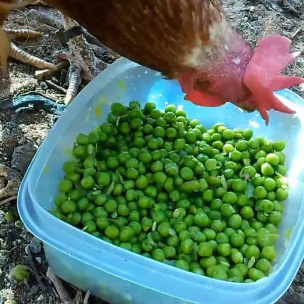 can chickens eat pea plants