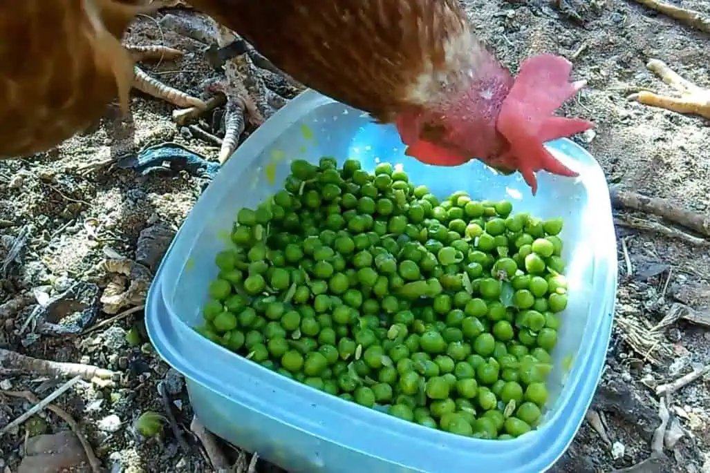 Can Chickens Eat Pea Plants - Up-Gardening