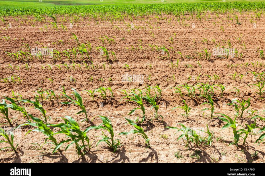 Can Corn Grow in Clay Soil