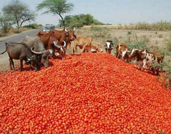 can cows eat tomato plants