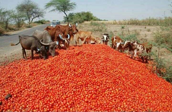 can cows eat tomato plants