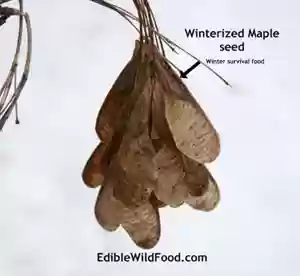 Can Dogs Eat Maple Tree Seeds