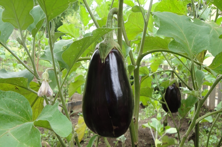 can eggplant survive 40 degrees