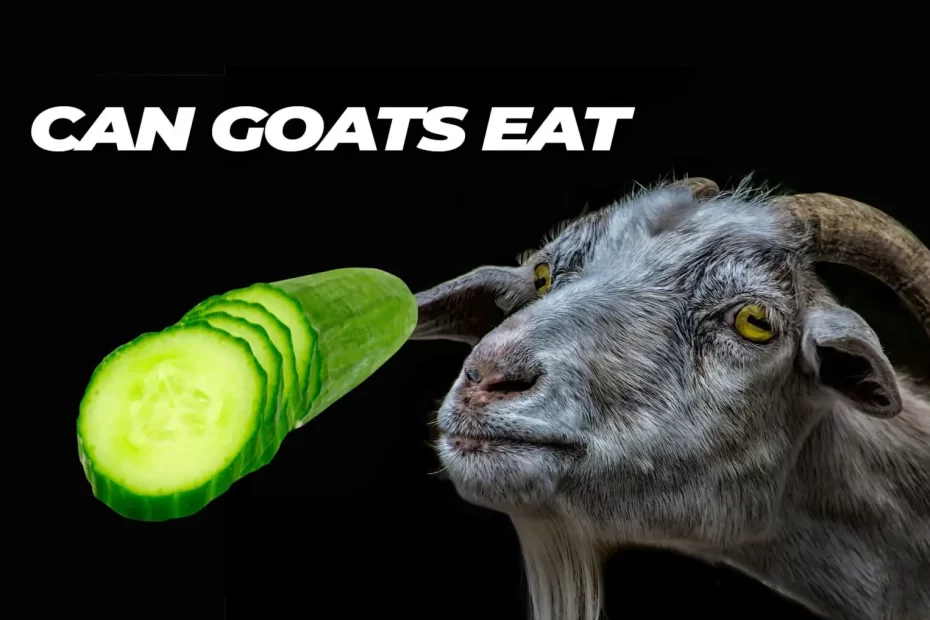 Can Goats Eat Cucumber Plants