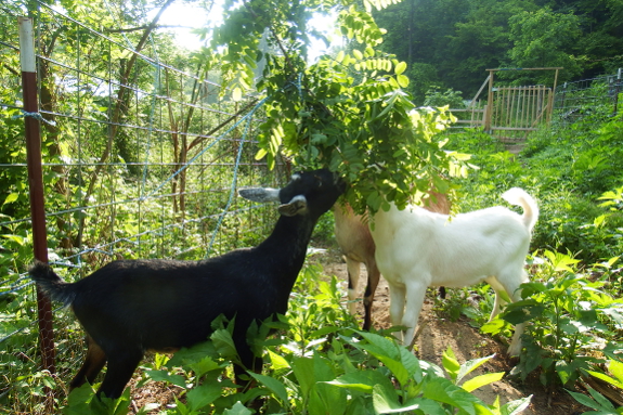 Can Goats Eat Locust Trees