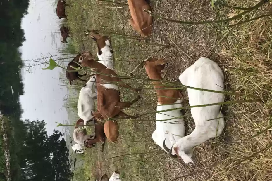 Can Goats Eat Milkweed