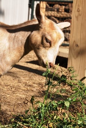 can goats eat pea plants