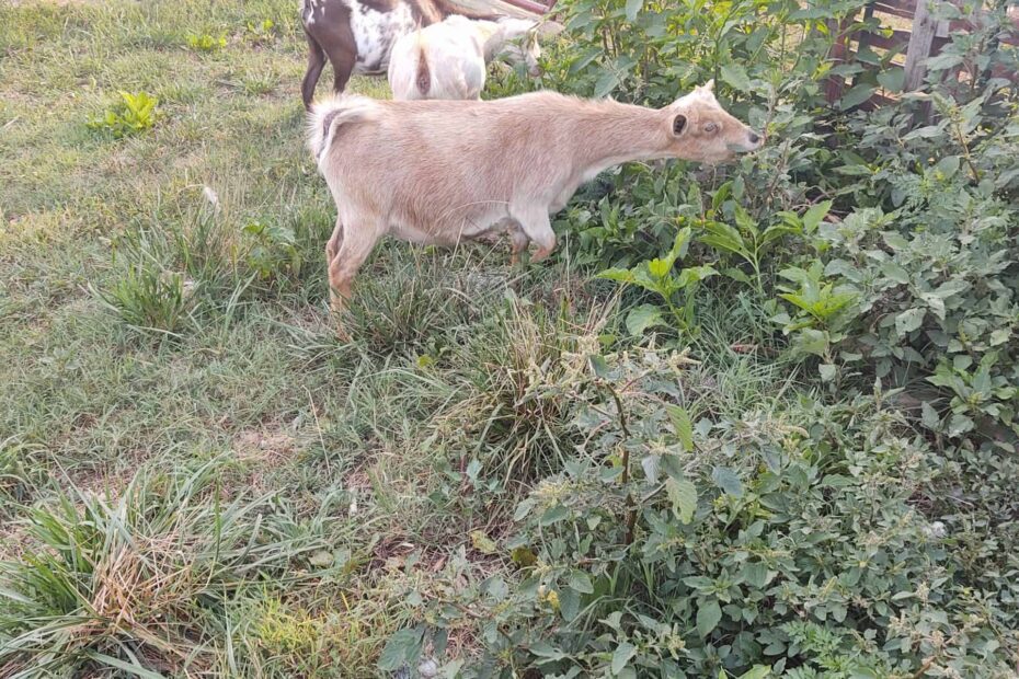 Can Goats Eat Potato Plants