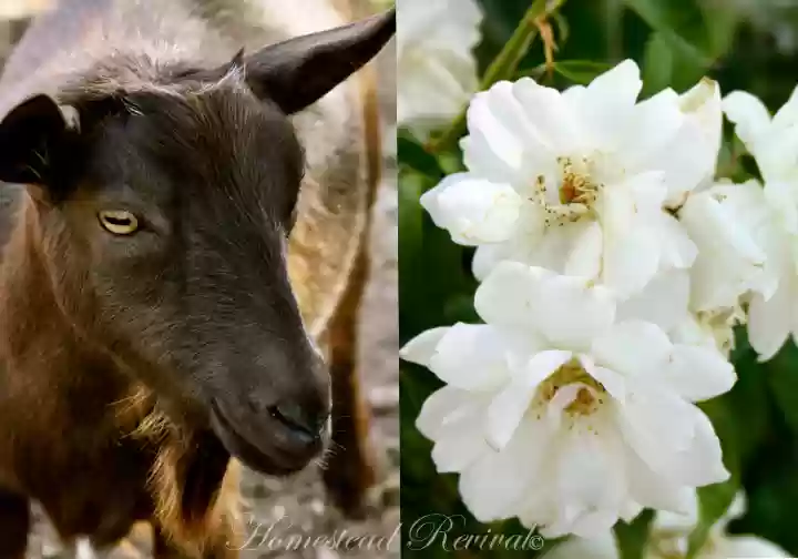 Can Goats Eat Roses