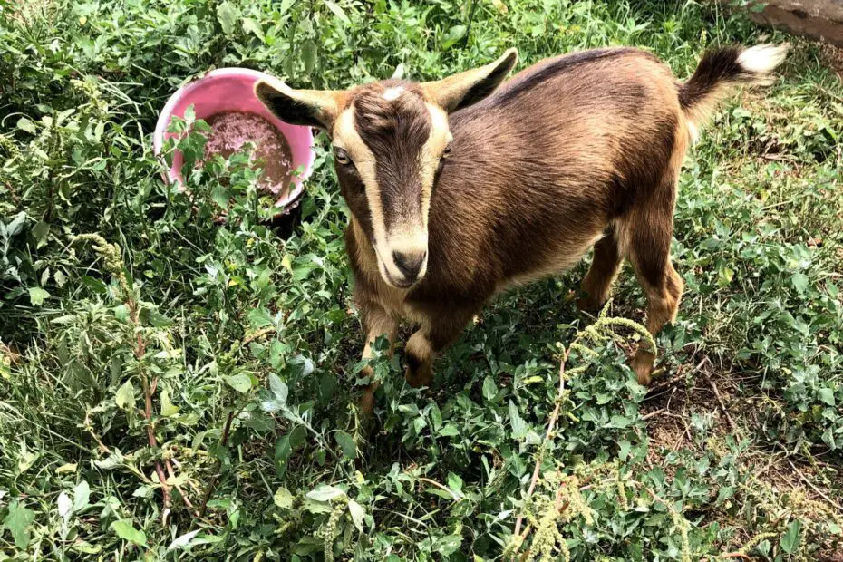 texas-4-h-goats-project-texas-a-m-agrilife-extension-service