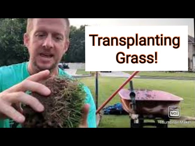 can grass be transplanted