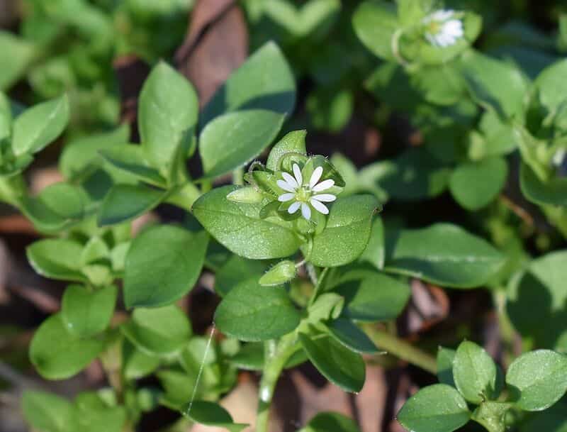 Can Guinea Pigs Eat Chickweed