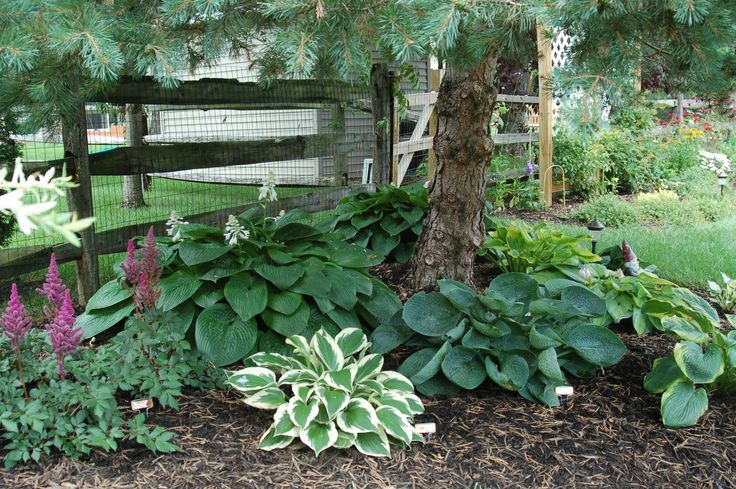 Can Hostas Grow Under Pine Trees