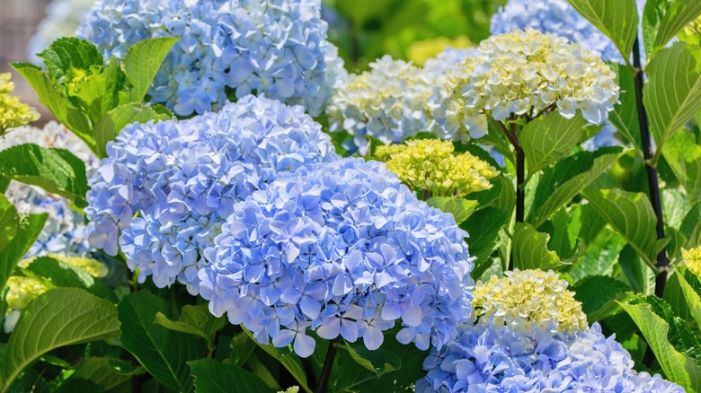 Can Hydrangeas Grow in Clay Soil