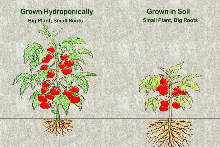 can hydroponic plants be planted in soil