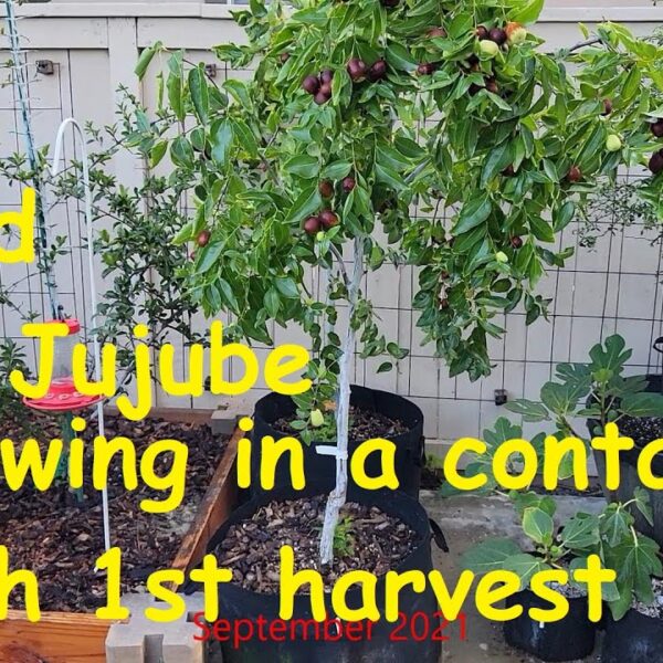 can i grow jujube tree in a pot