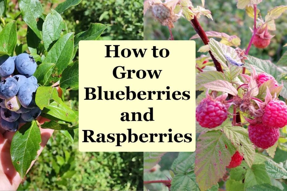 Can I Plant Blueberries and Raspberries Together