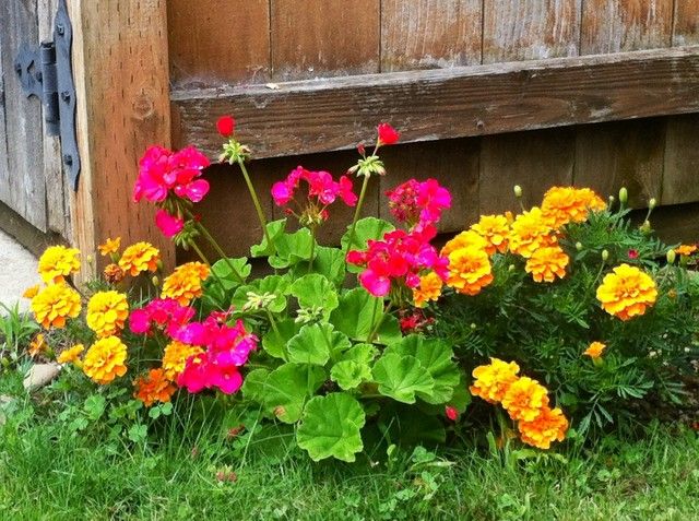 can i plant geraniums and marigolds together