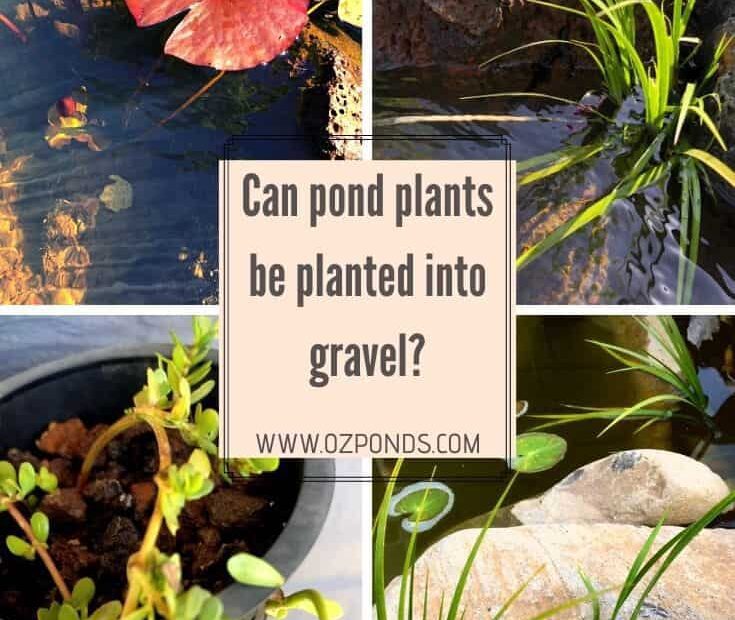 Can I Plant Pond Plants in Gravel