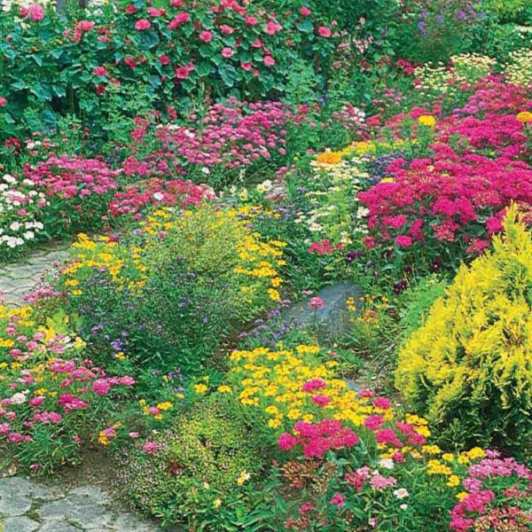 can i plant wildflower seeds in the fall