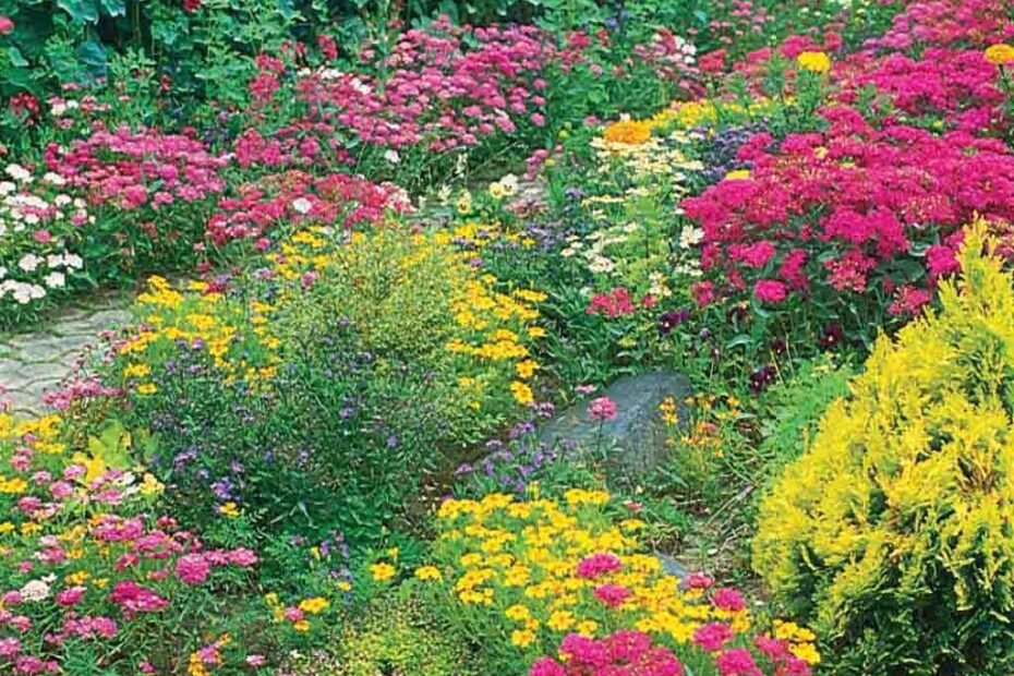 can i plant wildflower seeds in the fall