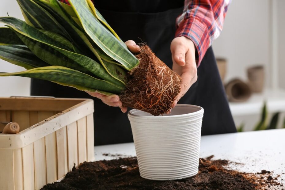 Can I Repot Indoor Plants in Winter