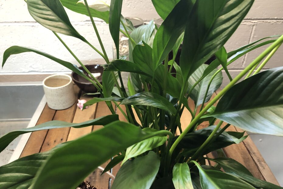 Can I Use Cactus Soil for Peace Lily