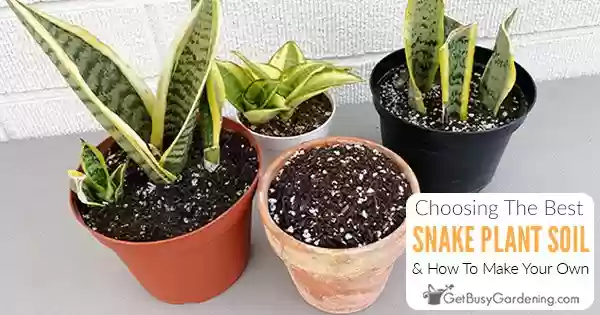 Can I Use Orchid Soil for Snake Plant