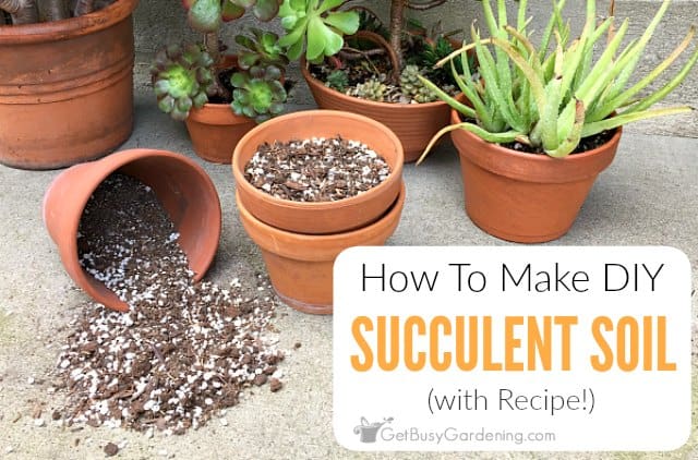 Can I Use Succulent Soil for Other Plants