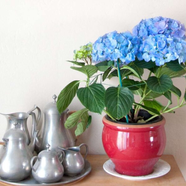 can indoor hydrangea be planted outside